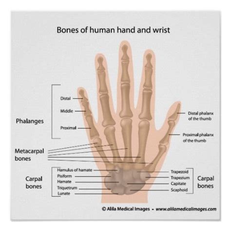 Joints in the human skeleton can be grouped by function (range of motion) and by structure (material). Bones of the hand, labeled diagram. poster | Zazzle.com ...