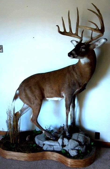 Whitetail Buck Mount With Images Deer Decor Whitetail Deer Deer