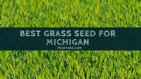 Best Grass Seed For Michigan Yards Peak Yard
