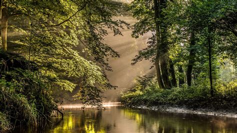 River Between Green Trees Forest Reflection In Sunrays Background 4k Hd