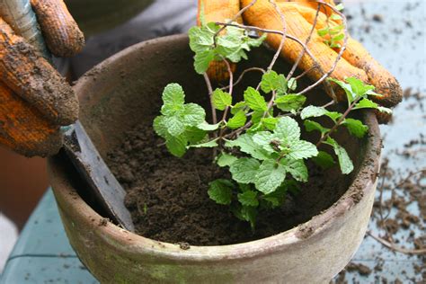 How to Divide Herb Plants: 8 Steps (with Pictures) - wikiHow