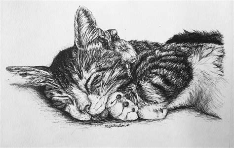 Custom Pen And Ink Cat Drawings By Inspurration The Conscious Cat