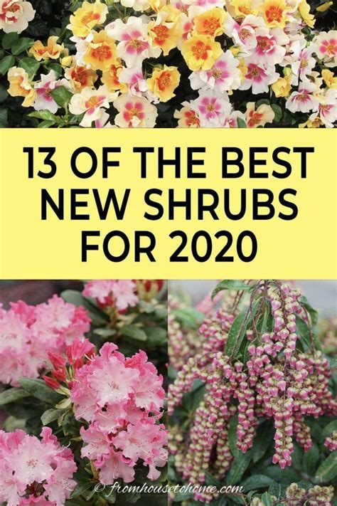 The white oak may be the illinois state tree, but one of our most popular trees chosen by illinoisans is the royal empress. New 2020 Shrubs (13 of the Best New Shrubs For 2020 ...