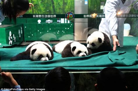 Worlds Only Giant Panda Triplets In Good Health As They Turn 100 Days