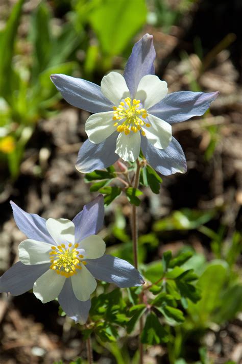 Blog Flowers Nature Colorado Native Colorado Travel