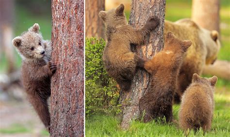 Peek A Bear Photos Of Bear Cubs Playing Hide And Seek Will Make You Smile