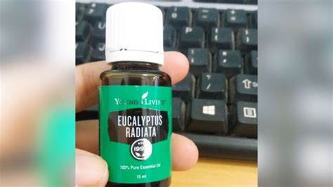 Myrtle young living essential oil aman untuk dihirup bayi dan dioleskan ke kulit. Review Young Living Eucalyptus Radiata untuk Meredakan ...