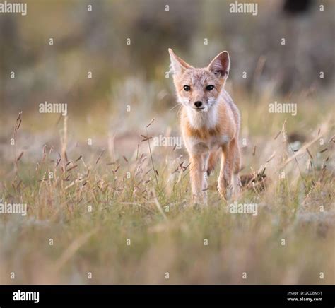 Swift Fox Kits In The Canadian Wilderness Stock Photo Alamy