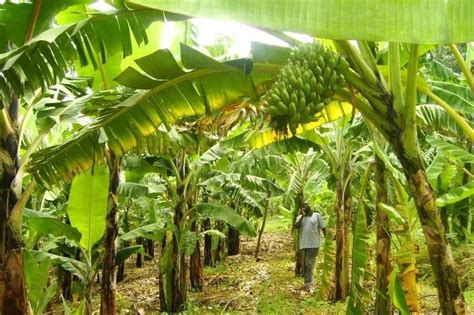 How Long Does It Take For Plantains To Grow From Planting To