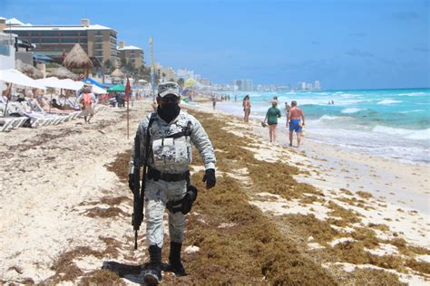 Sargazo Continuará Invadiendo Playas De Quintana Roo “estamos De Una U Otra Manera Combatiendo