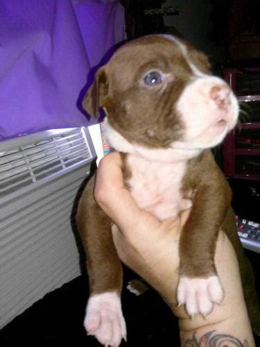 Neither do we keep our pitties away from other pups or humans, which may trigger skittish or unpredictable behaviors. Price Dropped American Pitbull Terrier Puppies for Sale in Hartford, Connecticut Classified ...