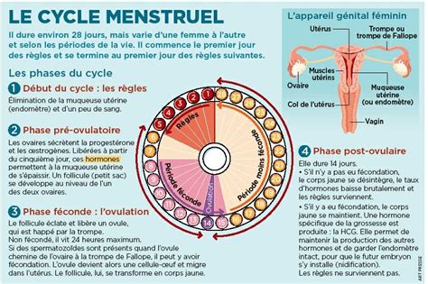 Le Cycle Menstruel Des Femmes