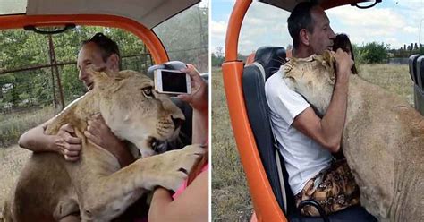 Lioness Was Seen Kissing And Hugging A Foolhardy Tourist At A Safari Park Small Joys