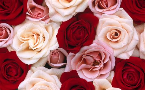 Roses Flowers Wallpaper 35255218 Fanpop