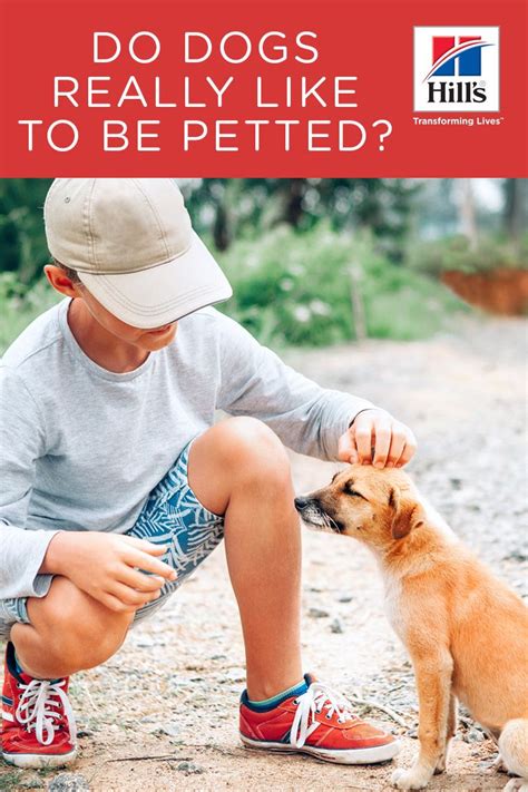 Do Dogs Like To Be Petted Hills Pet Pets Dog Care Dogs