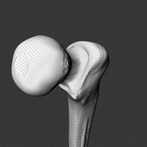 Femur3dsmax Modèle 3d 6 3ds Max Free3d