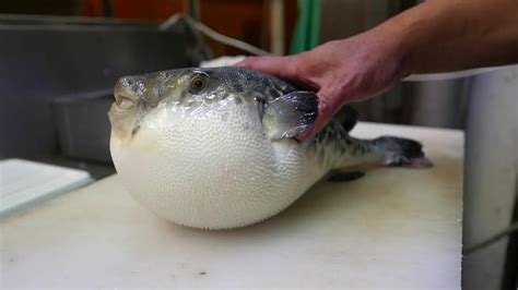 Japanese Street Food Live Fugu Pufferfish Puffer Fish Japan 河豚 鰒 フグ