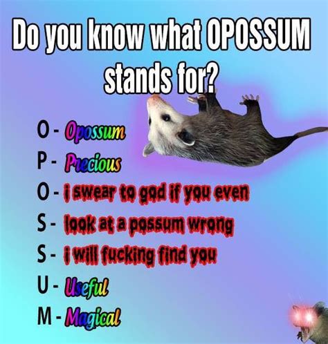 29 Possum Memes That Are As Funny As Possumble Gallery Animal Memes