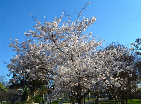 Cherry Blossom Trees Dallas Blooms 2015 The Dallas Arboretum Blooms