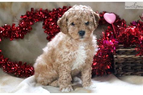 Cockapoo Puppy For Sale Near Lancaster Pennsylvania 2f93fdae 2b61