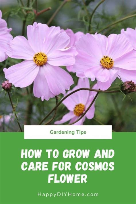 How To Grow And Care For Cosmos Flower Happy Diy Home