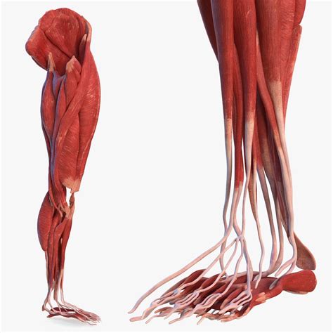 Human Leg Muscular System 3d Model 49 Blend Max Obj Ma Fbx C4d