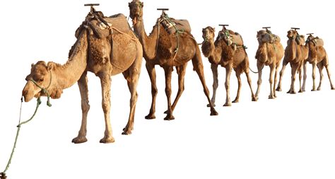 Camels Png Clipart Full Size Clipart 5498592 Pinclipart