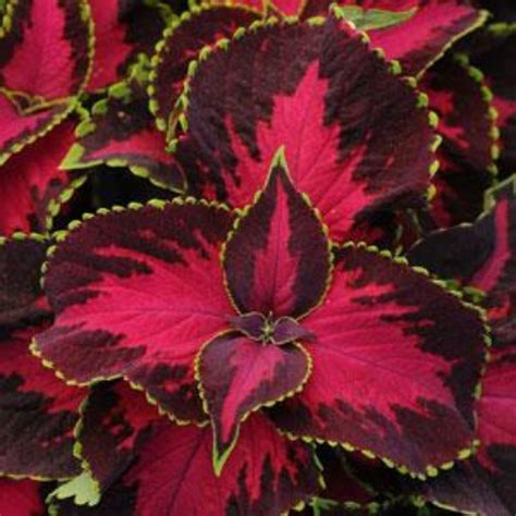 Chocolate Covered Cherry Coleus Seeds Coleus For Sun Or Shade