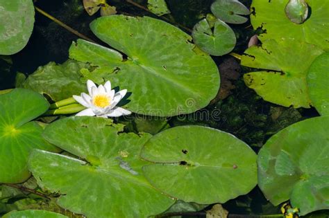 Water Lily Flower In River National Symbol Of Bangladesh Stock Photo