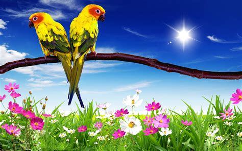Parrots Pair Hd Desktop Background For Mobile Phone And