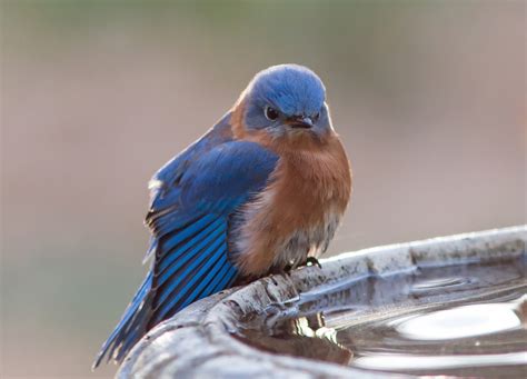 Do I Look Like the Bluebird of Happiness to You? - The Caregiver Advantage