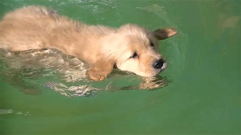 Cute Golden Retriever Puppies Swimming Playing 8 Weeks