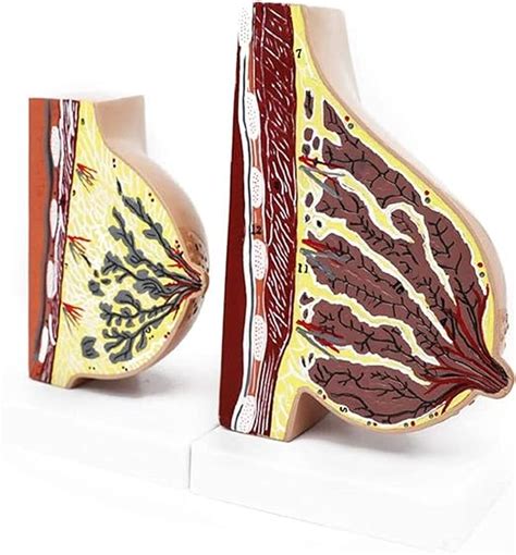 Anatomical Model Breast Model Lactation And Quiescent Period Chest Anatomical Model Human Body