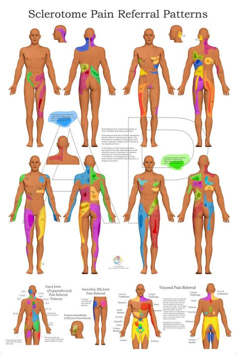 Shoulder Dermatome Map Dermatomes Chart And Map Porn Sex Picture My