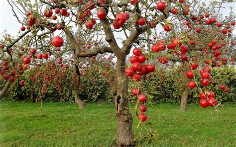 Apple Tree Wallpapers Top Free Apple Tree Backgrounds Wallpaperaccess