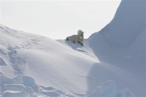 Polar Bears For Every Season Webinar Arctic Kingdom
