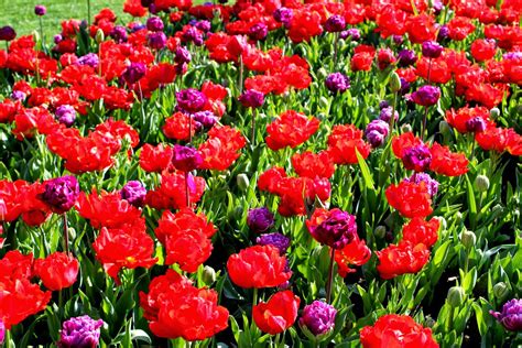 Here And There Traditional Tulips Of Turkey