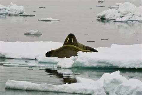 The Arctic And The Antarctic Arctic Ocean Arctic Marine Mammals