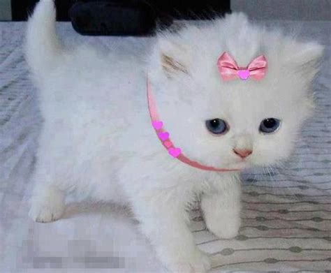 White Kitten With Pink Bow Cute Cats And Kittens Pinterest