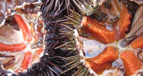 Nourriture De Base Des Marins D'autrefois - “Scary Seafood – Fruits de mer effrayants” : mettre en lumière la