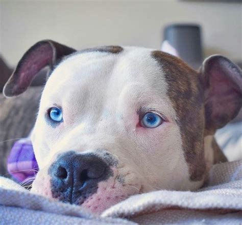 What Breed Of Pitbull Has Blue Eyes Quora