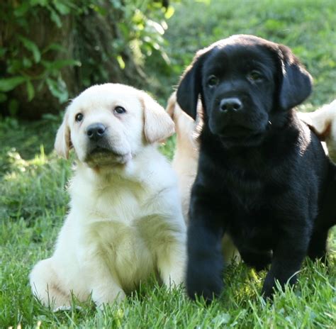 Yellow Chocolate And Black Labrador Retriever Puppies For Sale Hidden Pond Labradors