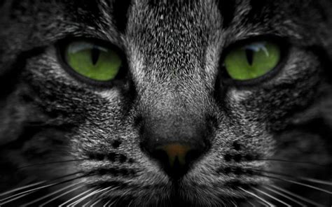 Unfollow green eye contacts to stop getting updates on your ebay feed. Cat green eyes wallpaper | 2560x1600 | 39883 | WallpaperUP