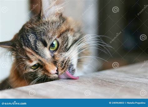 A Cat Licks A Table Stock Image Image Of Food Classroom 240964803