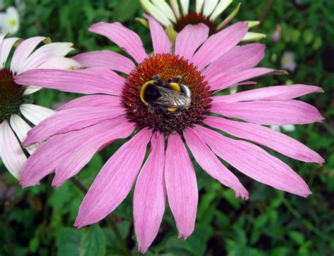 The bumblebee is bee which resembles a big, fuzzy honeybee, being plump and fuzzy. (Bumble)bees at work - Cute wallpapers