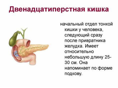 Как болит желчный двенадцатиперстная кишка - фото презентация Картинка - Как болит желчный двенадцатиперстная кишка - фото презентация