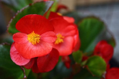 101 Best Begonias Begonias Begonias Images On Pinterest Plants