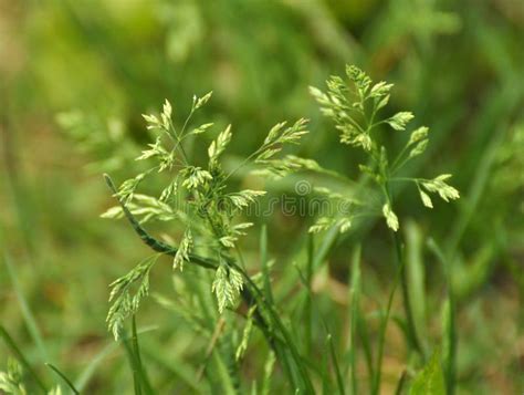 Poa Grows In The Meadow Among Wild Grasses Stock Photo Image Of