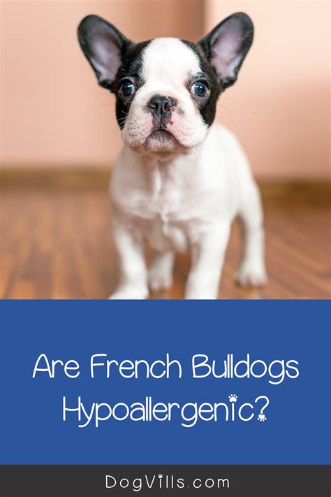 The french bulldog poodle mix, is a mixed breed dog resulting from breeding the french bulldog and the poodle. French Bulldog Hypoallergenic Mix - Pets Ideas