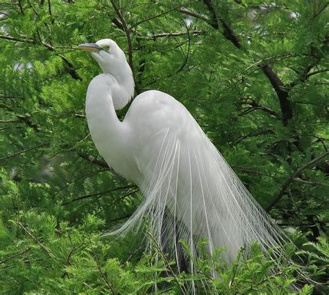 Natural Beautiful White Bird See This Image On Photobucket Most